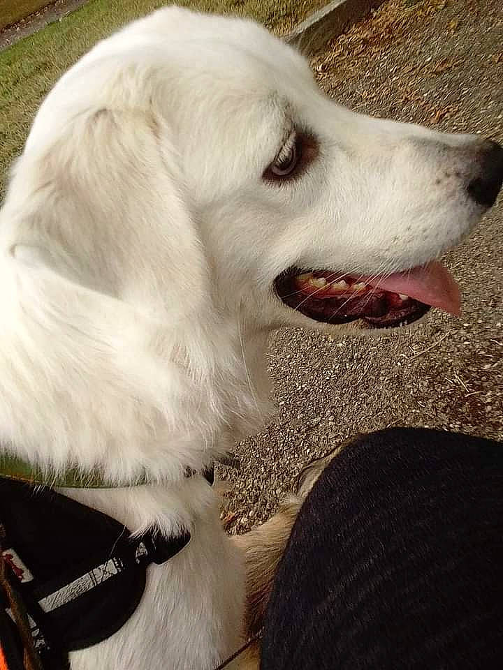 Belle a rejoint le concours — aidez-le/la à gagner de superbes lots ! canidae, carnivore, collar, companion_dog, dog, dog_breed, dog_collar, fang, fur, happy, pet_supply, snout, sporting_group, whiskers, working_animal, working_dog