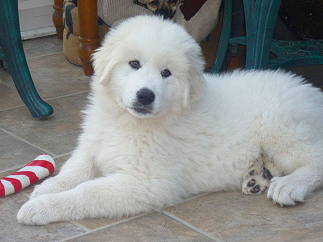 Belle participe au concours pour gagner de l'argent avec cette photo : ancient_dog_breeds, canidae, carnivore, chair, companion_dog, dog, dog_breed, fur, giant_dog_breed, non_sporting_group, samoyed, snout, spitz, sporting_group, volpino_italiano, white, working_animal, working_dog