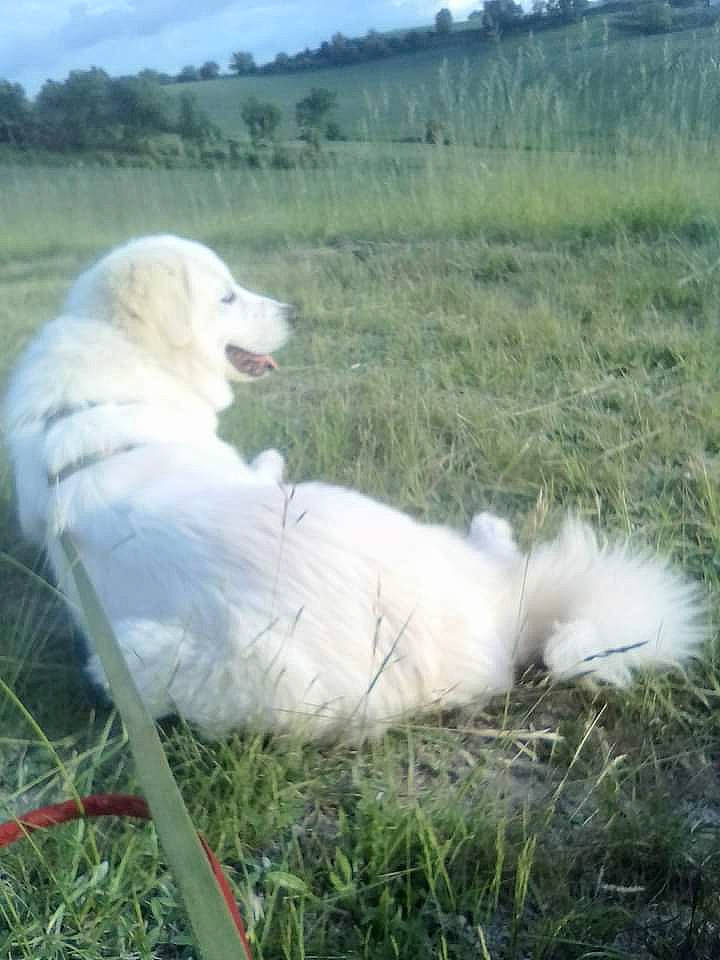 Belle a rejoint le concours — aidez-le/la à gagner de superbes lots ! canidae, carnivore, cloud, companion_dog, dog, dog_breed, fang, grass, grassland, mammal, pasture, plant, prairie, sky, sporting_group, terrestrial_animal, tree, vertebrate, wildlife, working_animal