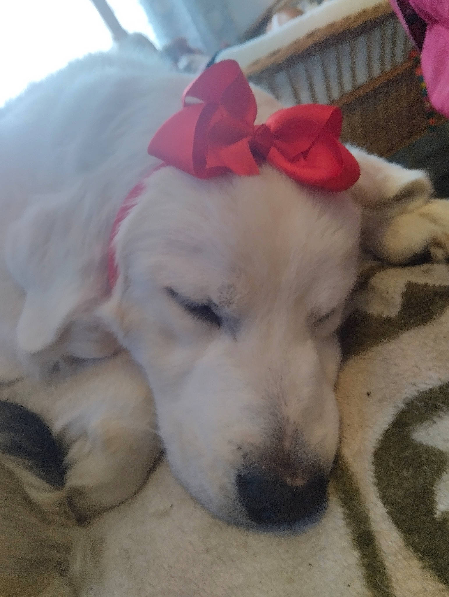 Belle a rejoint le concours — aidez-le/la à gagner de superbes lots ! canidae, carnivore, collar, companion_dog, dog, dog_breed, dog_collar, fawn, flooring, fur, non_sporting_group, paw, pet_supply, puppy, retriever, sporting_group, tail, terrestrial_animal, whiskers, working_animal