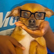 Cinnamon joined the competition — help win amazing prizes! dog, glasses, brown_dog, pet, animal, wearing_glasses, person, hands, blue_shirt, indoor, cute, small_dog, looking_at_camera, mammal, domestic_animal, face, ears, nose, holding, portrait