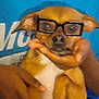 dog, glasses, brown_dog, pet, animal, wearing_glasses, person, hands, blue_shirt, indoor, cute, small_dog, looking_at_camera, mammal, domestic_animal, face, ears, nose, holding, portrait