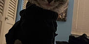 Bandit joined the competition — help win amazing prizes! cat, animal, pet, feline, indoors, bed, blanket, clothing, black_outfit, fur, whiskers, ears, paws, window, blinds, room, cozy, night, curious, looking