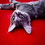 Bandit joined the competition — help win amazing prizes! cat, kitten, gray_tabby, fur, whiskers, ears, eyes, lying_down, red_background, pet, animal, cute, young_cat, relaxed, indoor, closeup, portrait, soft_texture, playful, feline