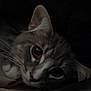 Bandit is registered to the contest to win money with this photo: cat, close_up, sleepy, pet, whiskers, animal, feline, cute, indoor, resting, fur, eyes, face, portrait, cozy, dark, soft_light, relaxed, cute_pet, domestic_animal