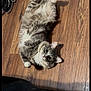 cat, gray_cat, white_paws, fluffy, wooden_floor, indoor, pet, lying_down, looking_up, shoes, sneakers, clothing, cozy, cute, animal, domestic_cat, flooring, relaxed, whiskers, tail