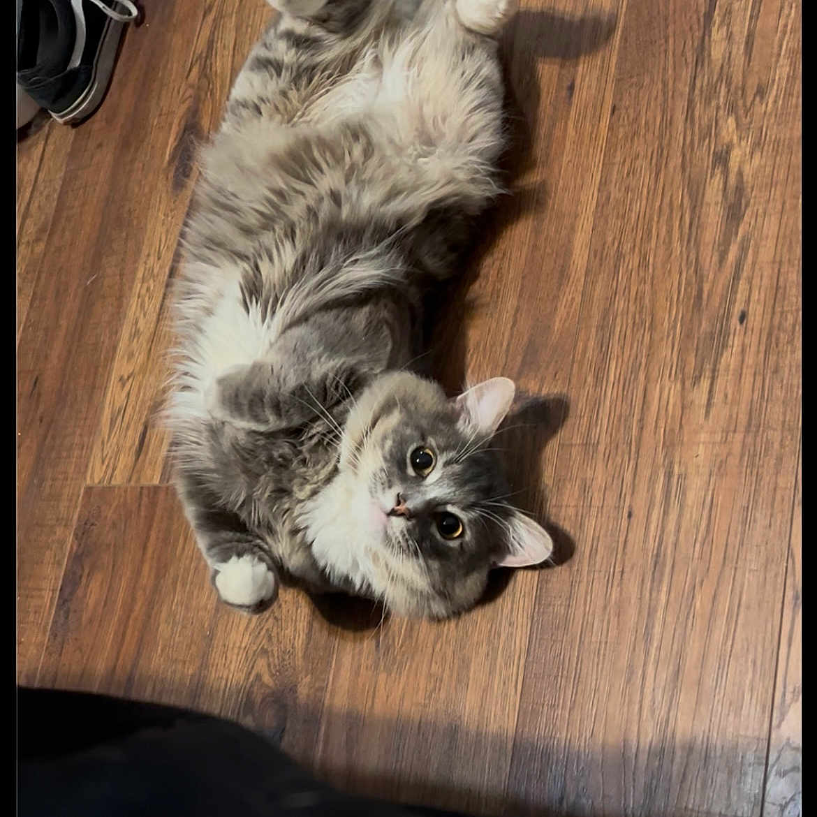 Bandit joined the competition — help win amazing prizes! animal, cat, clothing, cozy, cute, domestic_cat, flooring, fluffy, gray_cat, indoor, looking_up, lying_down, pet, relaxed, shoes, sneakers, tail, whiskers, white_paws, wooden_floor