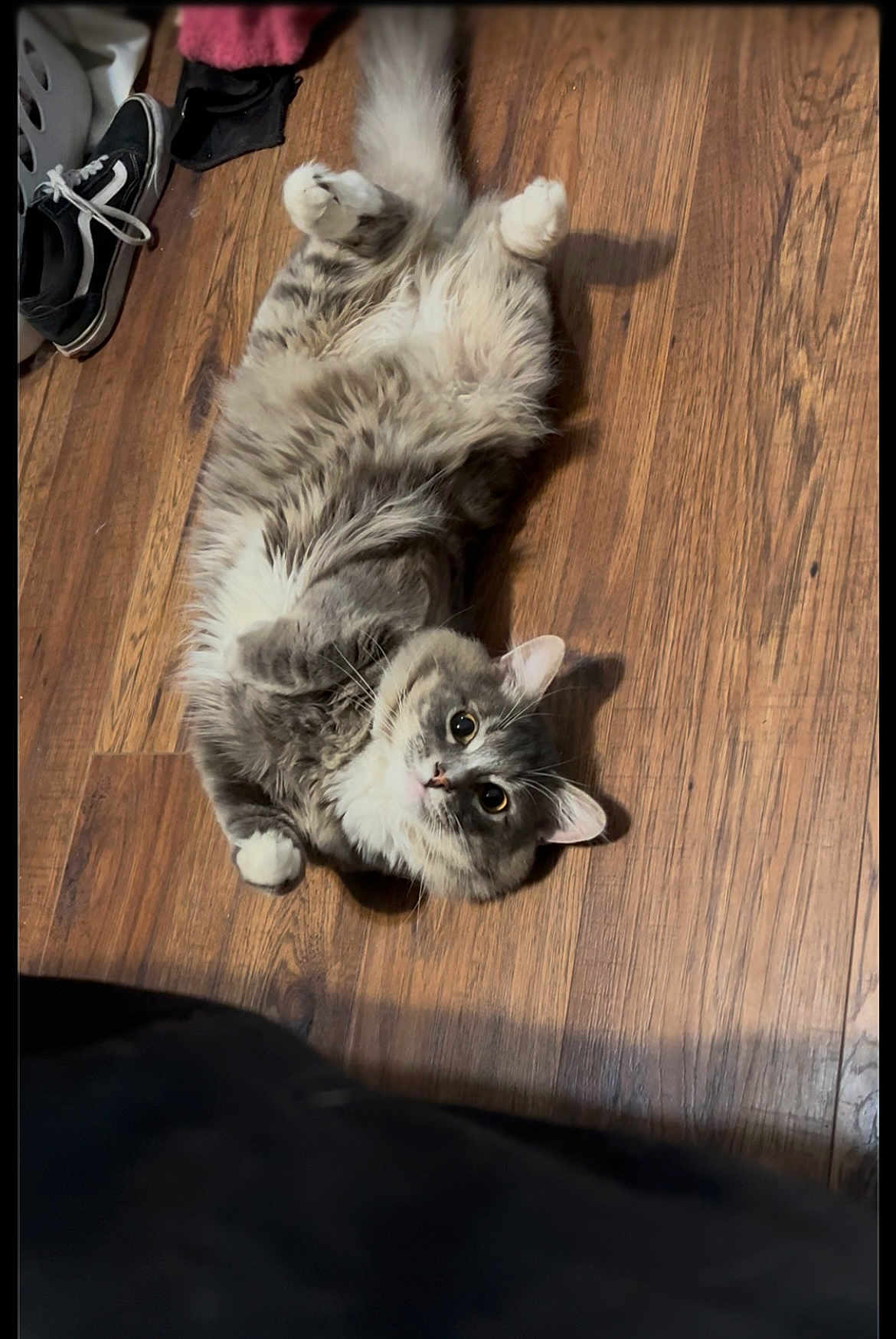 Bandit joined the competition — help win amazing prizes! cat, gray_cat, white_paws, fluffy, wooden_floor, indoor, pet, lying_down, looking_up, shoes, sneakers, clothing, cozy, cute, animal, domestic_cat, flooring, relaxed, whiskers, tail