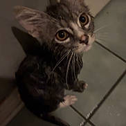 Bandit is registered to the contest to win money with this photo: kitten, cat, pet, indoor, floor, tile, door, whiskers, curious, animal, fur, small, looking_up, young, domestic, cute, mammal, ears, tail, shadow