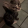 kitten, cat, pet, indoor, floor, tile, door, whiskers, curious, animal, fur, small, looking_up, young, domestic, cute, mammal, ears, tail, shadow