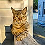 Tiny joined the competition — help win amazing prizes! animal, cat, closeup, daylight, ears, eyes, feline, house, nature, outdoor, pet, railing, relaxed, resting, shadow, siding, sunlight, tabby, whiskers, wood