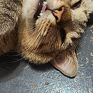 Tiny is registered to the contest to win money with this photo: animal, brown, cat, close_up, cute, domestic_cat, ears, face, feline, fur, indoor, leather_surface, mouth_open, pet, relaxed, resting, sleepy, tabby, teeth, whiskers