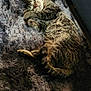 Biggie Boy is registered to the contest to win money with this photo: cat, tabby_cat, sleeping, fur, pet, indoor, cozy, fluffy_rug, texture, resting, animal, whiskers, tail, paw, relaxation, soft_light, home, comfort, cute, feline
