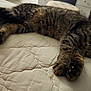 Biggie Boy is registered to the contest to win money with this photo: cat, tabby, sleeping, bed, quilted_bedspread, paw, fur, indoor, furniture, drawer, blanket, cozy, resting, pet, mammal, whiskers, ear, comfort, home, relaxation