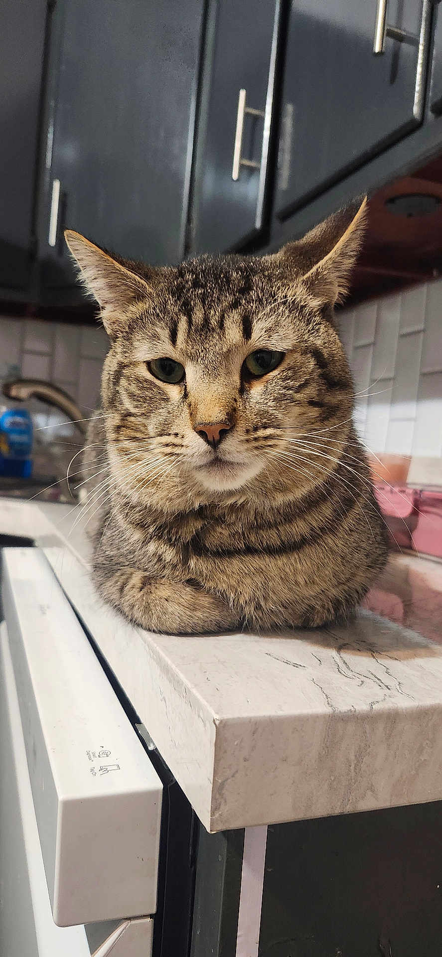 Biggie Boy is registered to the contest to win money with this photo: cat, tabby, kitchen, countertop, pet, animal, feline, indoor, domestic, fur, whiskers, ears, face, closeup, muzzle, resting, appliance, cabinet, sink, household