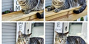 Biggie Boy is registered to the contest to win money with this photo: cat, tabby, animal, pet, outdoor, wooden_railing, porch, home_decor, greenery, flower, resting, feline, striped, curious, alert, four_panel, collage, daylight, close_up, relaxed