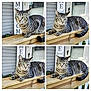 cat, tabby, animal, pet, outdoor, wooden_railing, porch, home_decor, greenery, flower, resting, feline, striped, curious, alert, four_panel, collage, daylight, close_up, relaxed