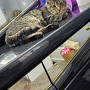 Biggie Boy is registered to the contest to win money with this photo: cat, tabby_cat, plush_toy, purple_bear, potted_plant, mirror, streamers, lights, carpet, furniture, reflection, indoor, cozy, relaxed, pet, animal, decor, black_surface, home, cute