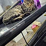 cat, tabby_cat, plush_toy, purple_bear, potted_plant, mirror, streamers, lights, carpet, furniture, reflection, indoor, cozy, relaxed, pet, animal, decor, black_surface, home, cute