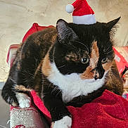 Gypsie participe au concours pour gagner de l'argent avec cette photo : cat, calico_cat, santa_hat, christmas, festive, pet, animal, whiskers, green_eyes, black_white_orange, sitting, blanket, red_blanket, couch, indoor, portrait, close_up, holiday, fur, phone_screenshot