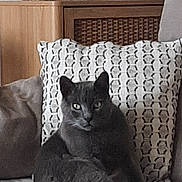 Grisou participe au concours pour gagner de l'argent avec cette photo : cat, gray_cat, couch, pillow, indoor, plant, pot, furniture, relaxed, pet, home, cozy, texture, decor, animal, sitting, looking, fur, whiskers, eyes