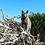 Grisou participe au concours pour gagner de l'argent avec cette photo : cat, gray_cat, animal, outdoor, branches, plant, greenery, sky, blue_sky, sunny, daylight, feline, pet, nature, car, vehicle, leaf, bush, wildlife, tree
