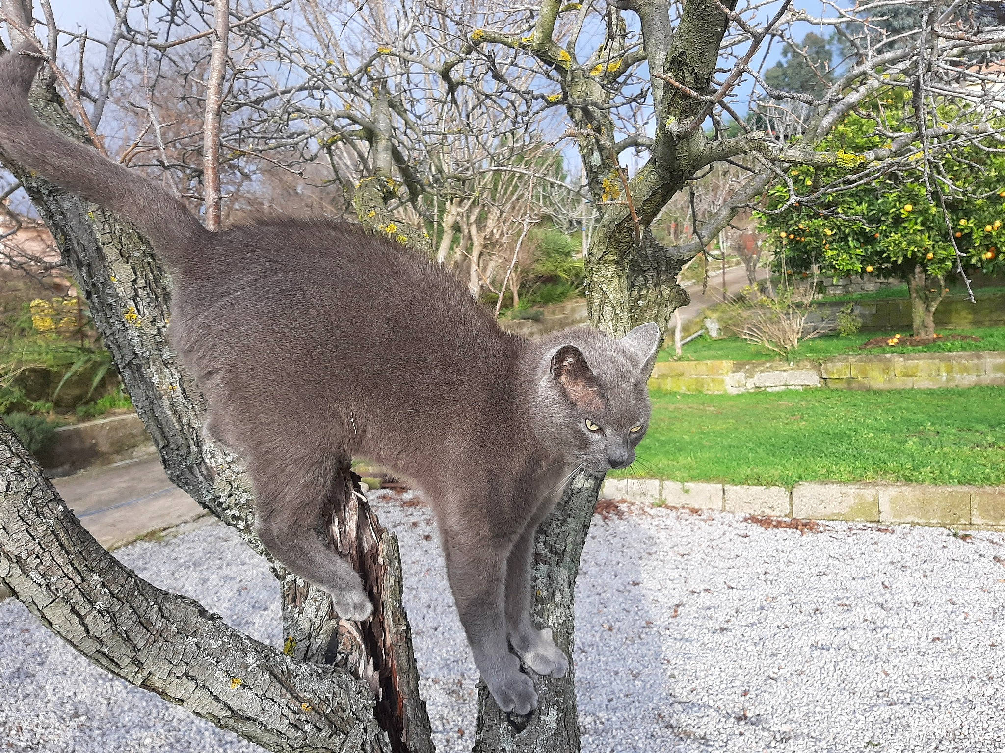 Grisou participe au concours pour gagner de l'argent avec cette photo : carnivore, cat, domestic_short_haired_cat, fawn, felidae, fur, grass, plant, russian_blue, sky, small_to_medium_sized_cats, snout, tail, terrestrial_animal, tree, trunk, twig, whiskers, wildlife