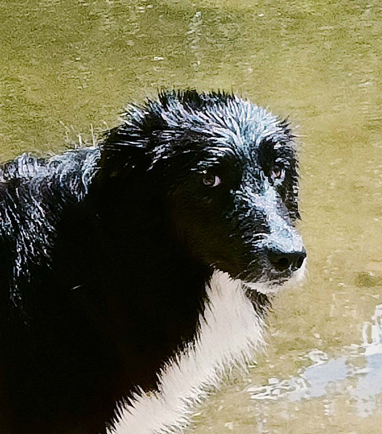 Easy a rejoint le concours — aidez-le/la à gagner de superbes lots ! canidae, carnivore, companion_dog, dog, dog_breed, eye, fur, head, herding_dog, liquid, snout, sporting_group, terrestrial_animal, water, wildlife, working_animal, working_dog