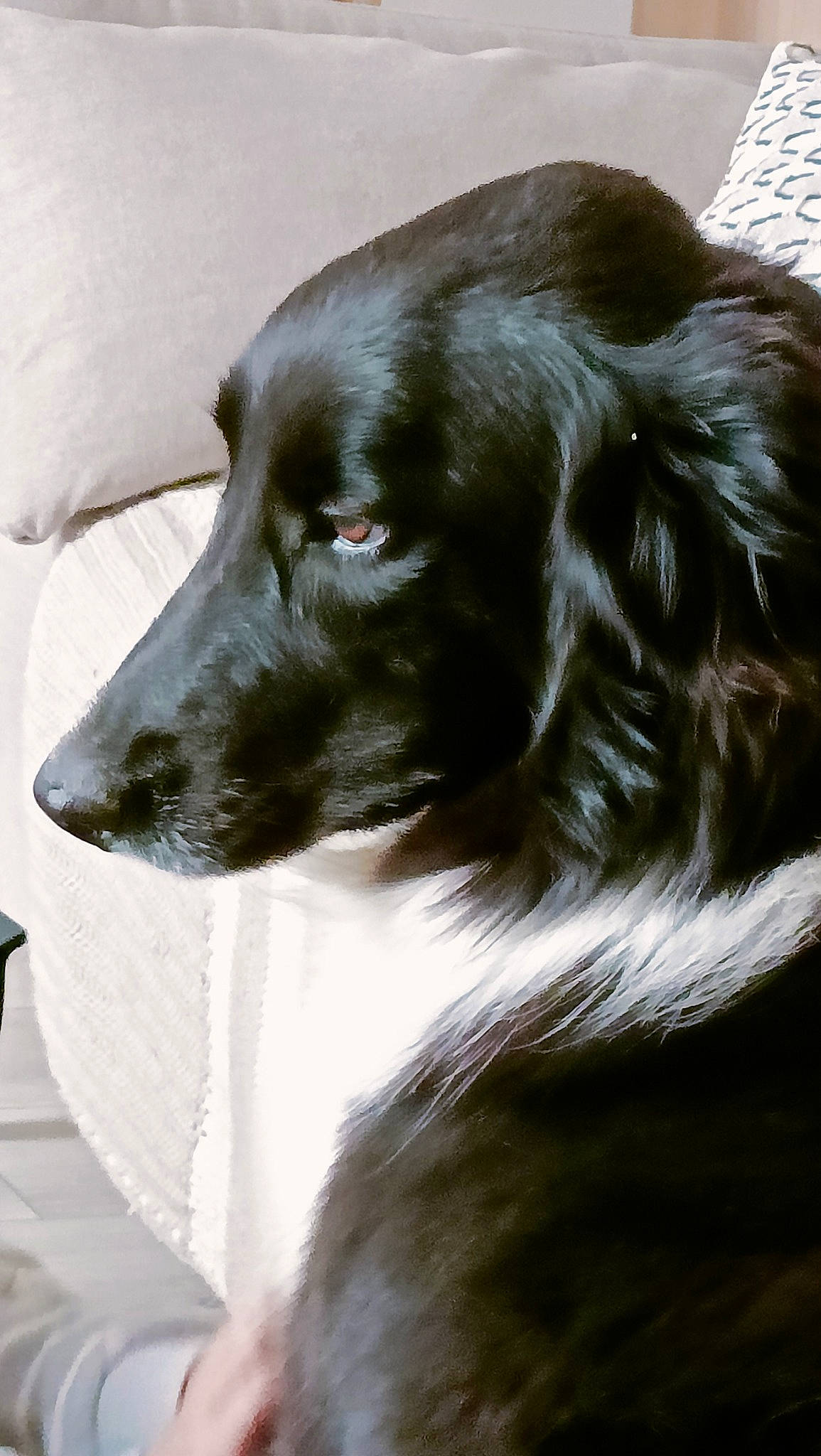 Easy participe au concours pour gagner de l'argent avec cette photo : borador, canidae, carnivore, companion_dog, dog, dog_breed, event, fur, gun_dog, liver, snout, sporting_group, whiskers, working_animal