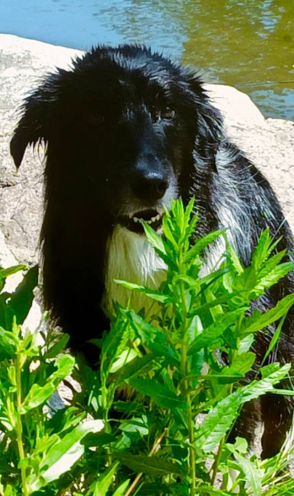 Easy a rejoint le concours — aidez-le/la à gagner de superbes lots ! canidae, carnivore, companion_dog, dog, dog_breed, fur, grass, gun_dog, herb, herding_dog, lake, leaf_vegetable, liver, plant, sporting_group, terrestrial_animal, terrestrial_plant, water, working_animal, working_dog