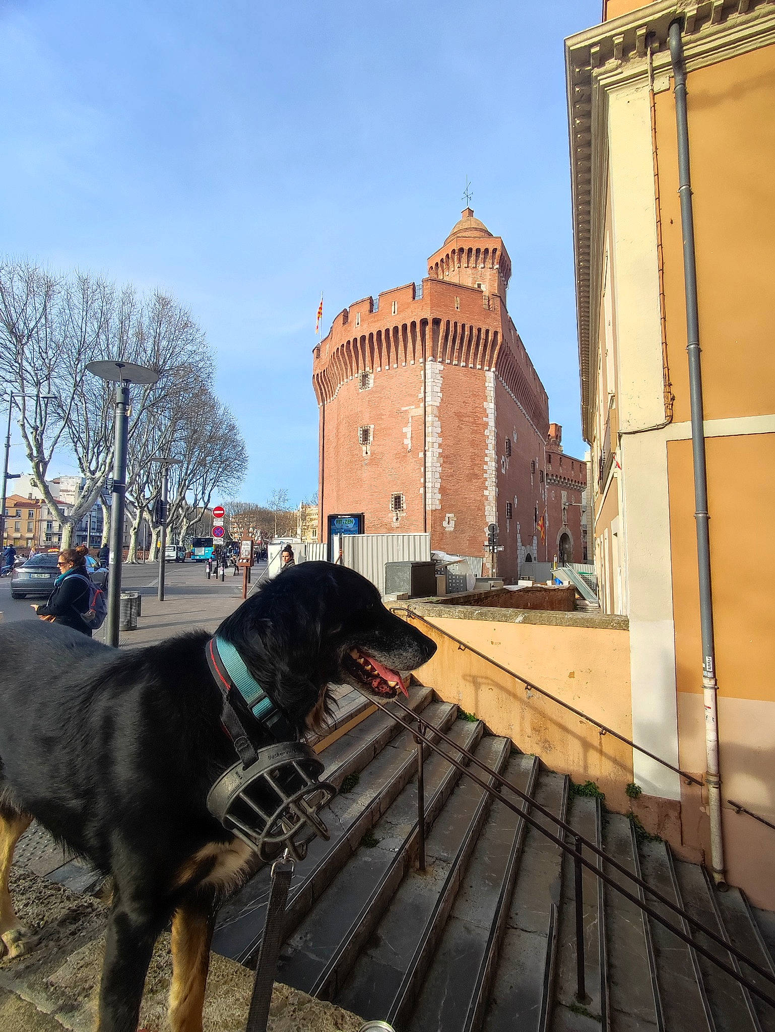 Vodoï a rejoint le concours — aidez-le/la à gagner de superbes lots ! building, canidae, carnivore, city, companion_dog, dog, dog_breed, dog_collar, facade, flooring, road_surface, shadow, sky, sporting_group, street, travel, tree, winter, wood, working_animal