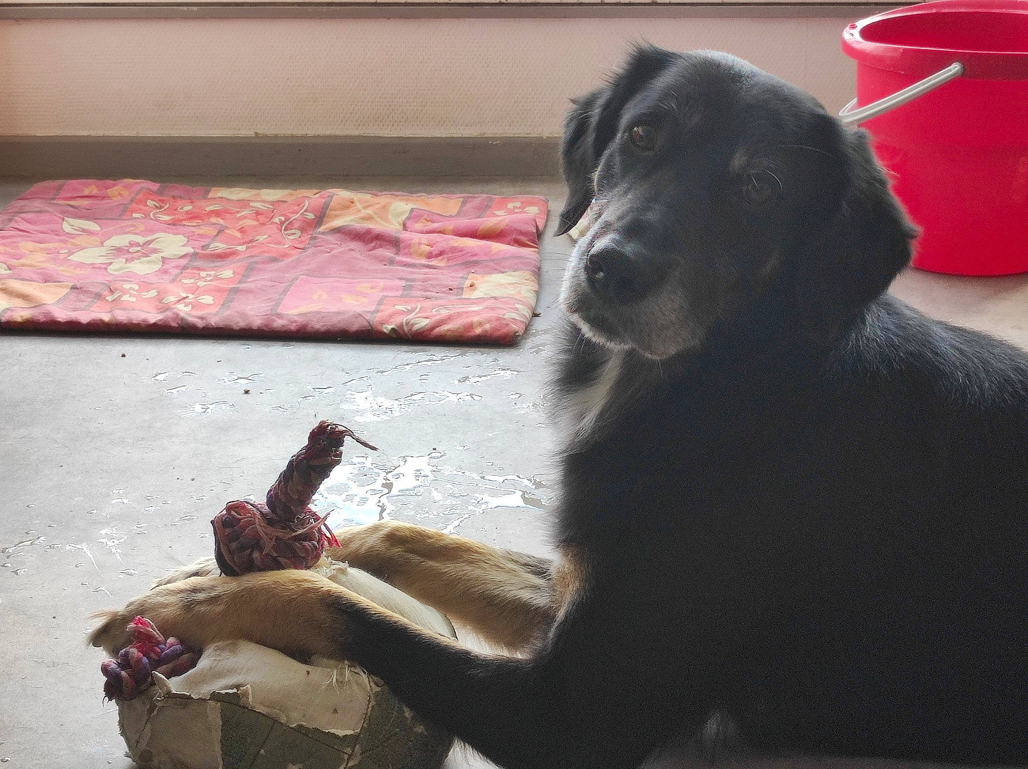 Vodoï participe au concours pour gagner de l'argent avec cette photo : borador, canidae, carmine, carnivore, companion_dog, dog, dog_breed, flooring, fur, guard_dog, human_leg, magenta, sitting, sporting_group, tail, tints_and_shades, toy, wood