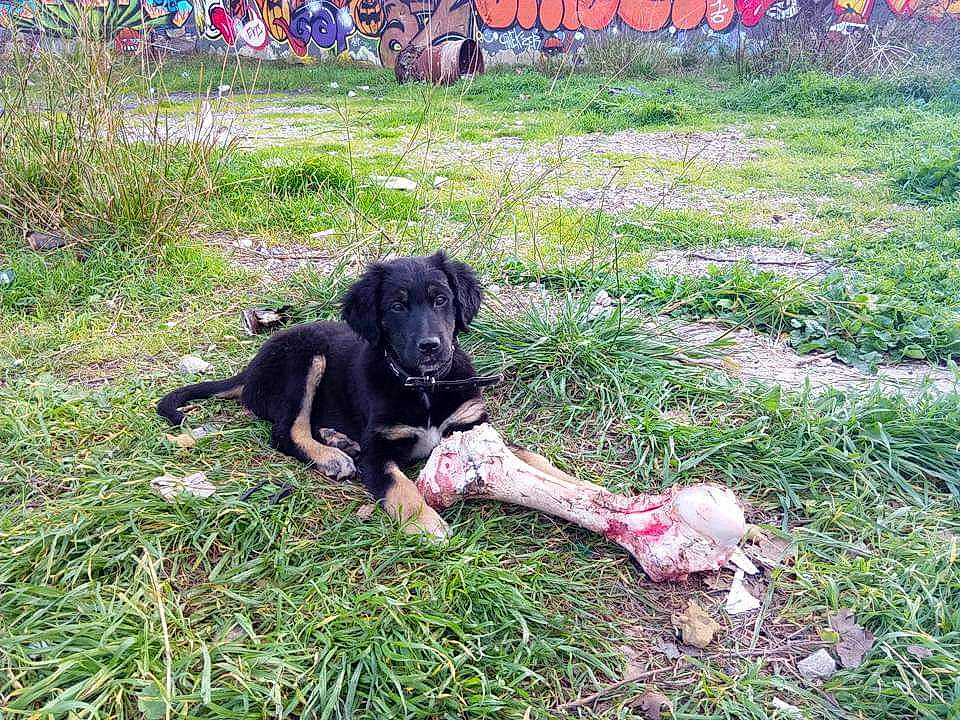 Vodoï participe au concours pour gagner de l'argent avec cette photo : canidae, carnivore, companion_dog, dog, dog_breed, dog_collar, fawn, grass, grassland, groundcover, guard_dog, gun_dog, hunting_dog, lawn, plant, soil, sporting_group, tail, terrestrial_animal, working_animal