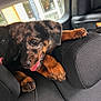 Syrax a rejoint le concours — aidez-le/la à gagner de superbes lots ! puppy, dog, car_interior, seat, headrest, tongue_out, playful, pet, animal, black_and_brown, fur, paw, window, daylight, closeup, cute, young_dog, vehicle, resting, happy
