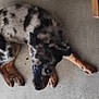 Syrax a rejoint le concours — aidez-le/la à gagner de superbes lots ! puppy, dog, spotted_fur, lying_down, concrete_floor, looking_up, brown_paws, black_fur, white_fur, indoor, wooden_leg, pet, animal, cute, young_dog, curious, floor, canine, resting, domestic