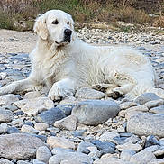 Victoire a rejoint le concours — aidez-le/la à gagner de superbes lots ! dog, golden_retriever, white_dog, pet, animal, lying_down, outdoors, riverbed, rocks, stones, nature, grass, dry_vegetation, fluffy_fur, canine, relaxed, portrait, full_body, daylight, landscape