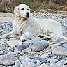 dog, golden_retriever, white_dog, pet, animal, lying_down, outdoors, riverbed, rocks, stones, nature, grass, dry_vegetation, fluffy_fur, canine, relaxed, portrait, full_body, daylight, landscape