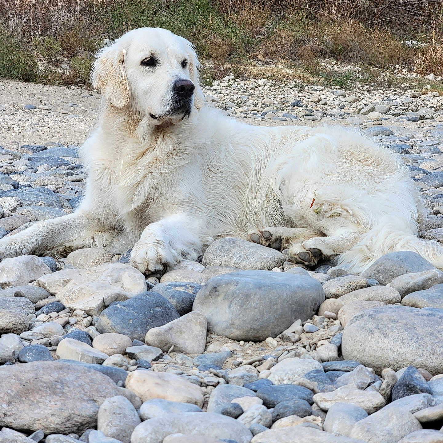 Victoire a rejoint le concours — aidez-le/la à gagner de superbes lots ! dog, golden_retriever, white_dog, pet, animal, lying_down, outdoors, riverbed, rocks, stones, nature, grass, dry_vegetation, fluffy_fur, canine, relaxed, portrait, full_body, daylight, landscape