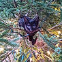 black_cat, kitten, christmas_tree, pine_branches, string_lights, indoor, curious, pet, animal, holiday, festive, greenery, wood_floor, close_up, young_cat, cute, eyes, nature, tree_stand, exploring