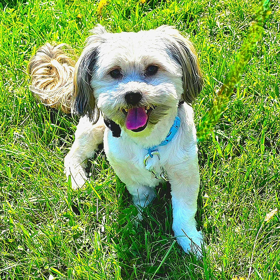 Gizmo is registered to the contest to win money with this photo: dog, small_dog, grass, outdoor, sunlight, pet, happy, tongue_out, collar, animal, nature, playful, cute, fur, mammal, summer, greenery, canine, resting, daytime