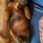 Dixie joined the competition — help win amazing prizes! puppy, dog, sleeping, brown_fur, fluffy, blanket, jeans, person, relaxed, cute, pet, indoor, resting, animal, fur, paw, belly, close_up, cozy, sleepy