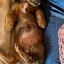 puppy, dog, sleeping, brown_fur, fluffy, blanket, jeans, person, relaxed, cute, pet, indoor, resting, animal, fur, paw, belly, close_up, cozy, sleepy