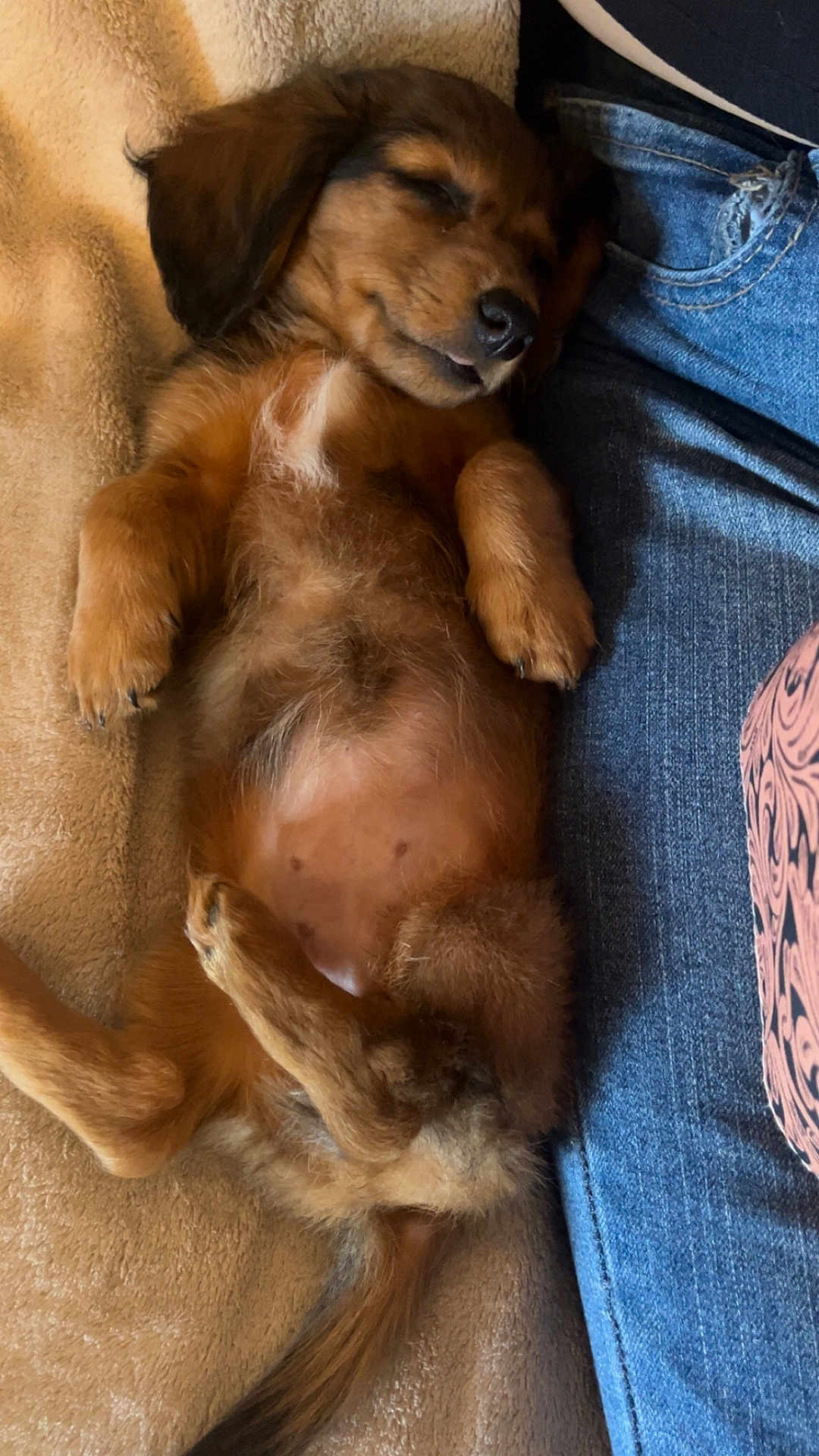 Dixie