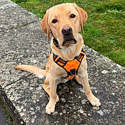 Asko participe au concours pour gagner de l'argent avec cette photo : dog, labrador_retriever, orange_harness, sitting, grass, stone_surface, concrete, sidewalk, collar, paws, nose, eyes, ears, attentive, portrait, outdoor, pet, canine, wall, lichen
