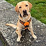 dog, labrador_retriever, orange_harness, sitting, grass, stone_surface, concrete, sidewalk, collar, paws, nose, eyes, ears, attentive, portrait, outdoor, pet, canine, wall, lichen