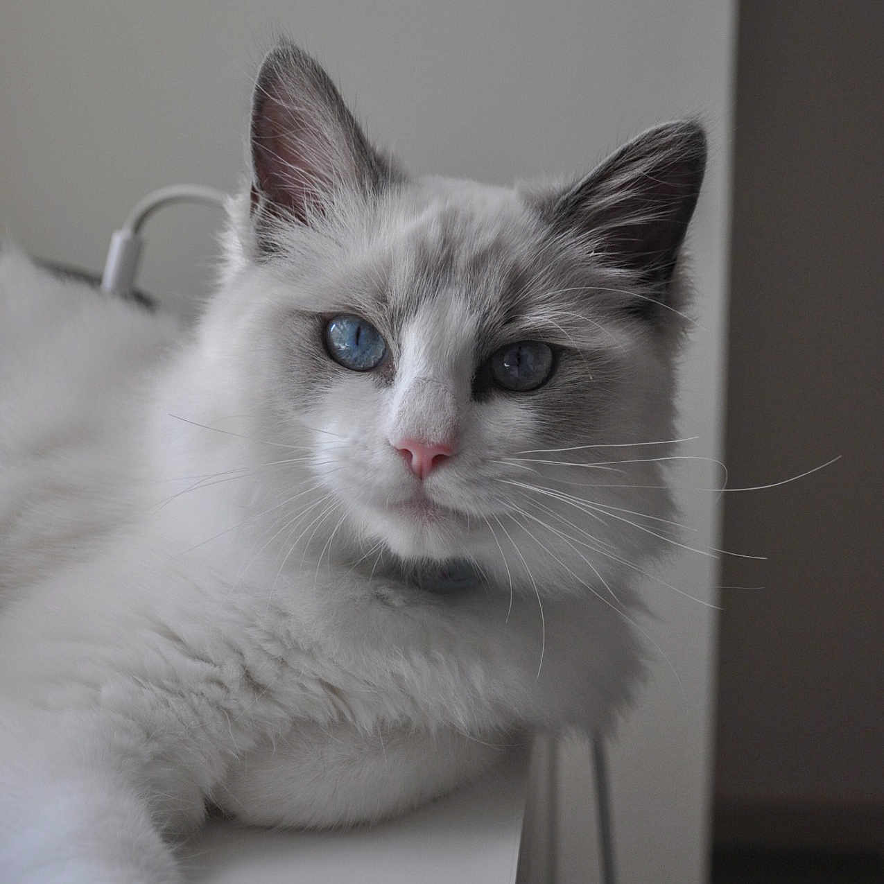 Apollo