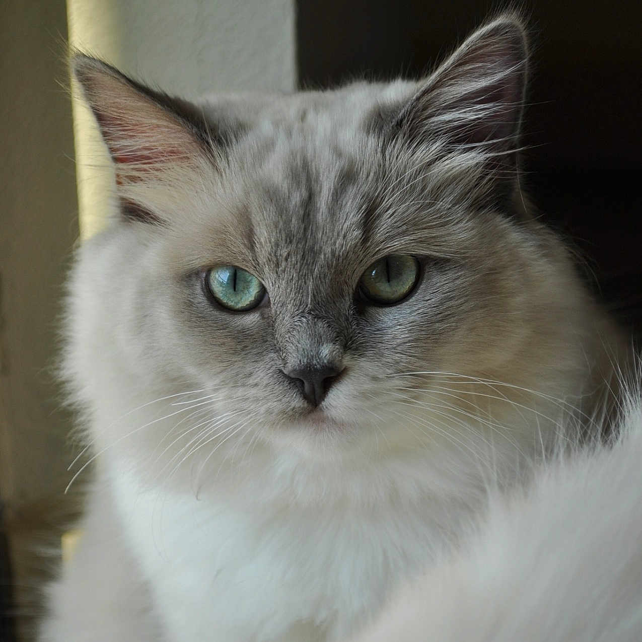 Artemis is registered to the contest to win money with this photo: abyssinian, angora, animal, cat, kitten, manx, pet, siamese