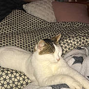 Minouchette a rejoint le concours — aidez-le/la à gagner de superbes lots ! bed, carnivoran, cat, cat_like_mammal, domestic_short_haired_cat, fur, kitten, mammal, nap, paw, skin, small_to_medium_sized_cats, whiskers
