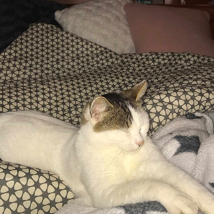 Minouchette