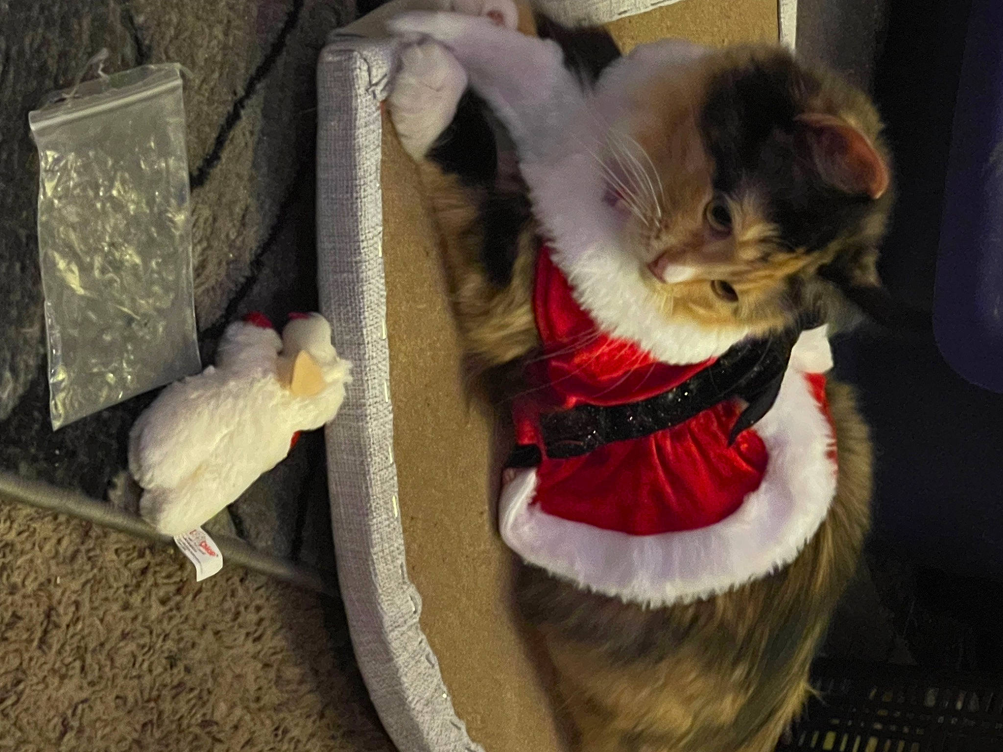 Corona joined the competition — help win amazing prizes! carmine, carnivore, cat, cat_supply, christmas, christmas_ornament, claw, collar, domestic_short_haired_cat, fawn, felidae, fur, paw, pet_supply, small_to_medium_sized_cats, snout, tail, tree, whiskers, wood